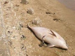 В Крыму - самая массовая за 10 лет гибель дельфинов
